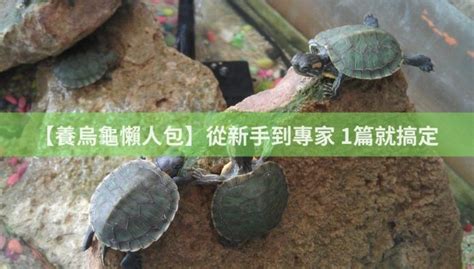 魚缸養烏龜|【養烏龜懶人包】：從新手到專家，1篇就搞定